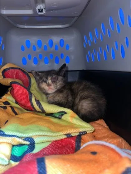 A baby small-sized female Domestic Short Hair cat named Peekaboo for adoption in Memphis, TN