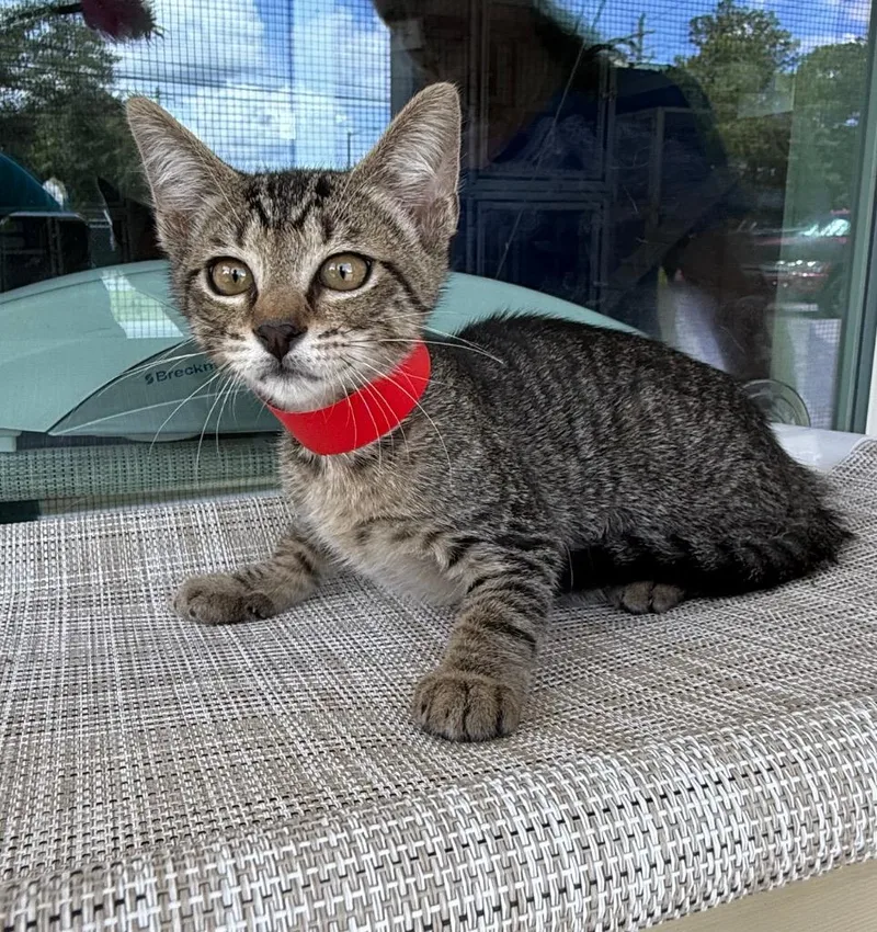 A baby medium-sized female Domestic Short Hair cat named Tootsie Roll for adoption in Kingsland, GA