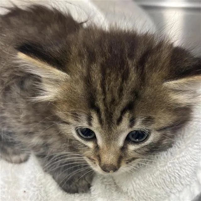 A baby small-sized male Domestic Short Hair cat named Xavier for adoption in Houston, TX