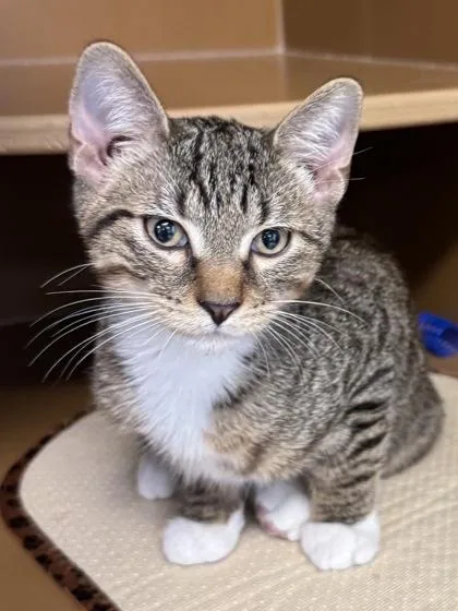 A baby medium-sized male Domestic Short Hair cat named Big Red $ for adoption in Seneca, SC