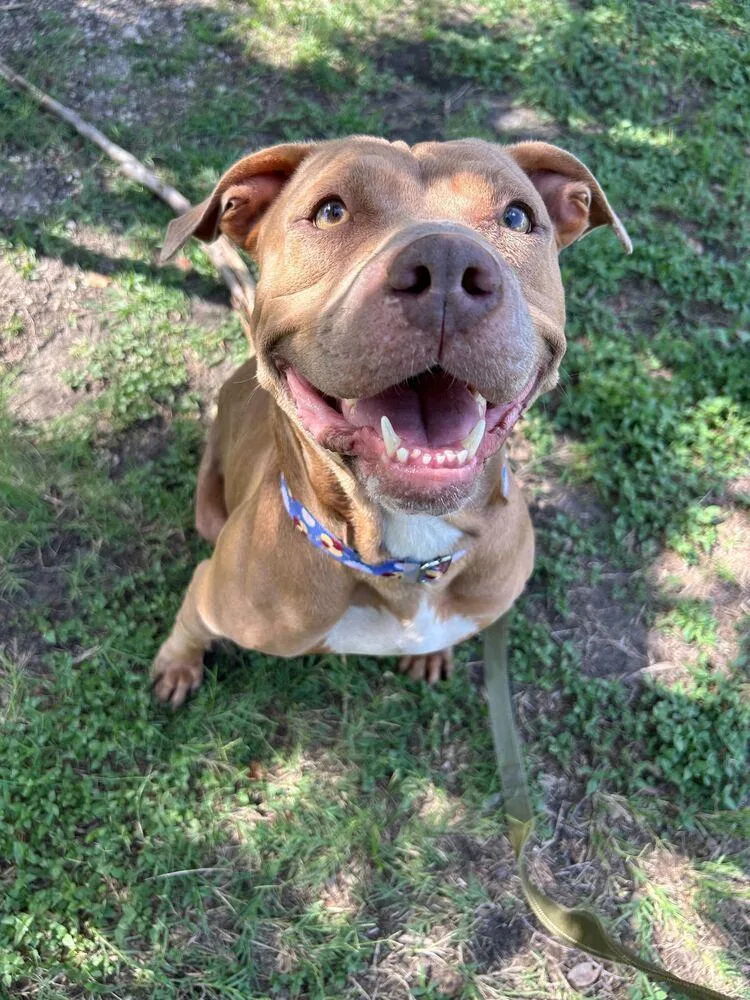 An adult medium-sized female Tricolor (Brown, Black, & White) American Bulldog dog named Summer for adoption in Lakeland, FL