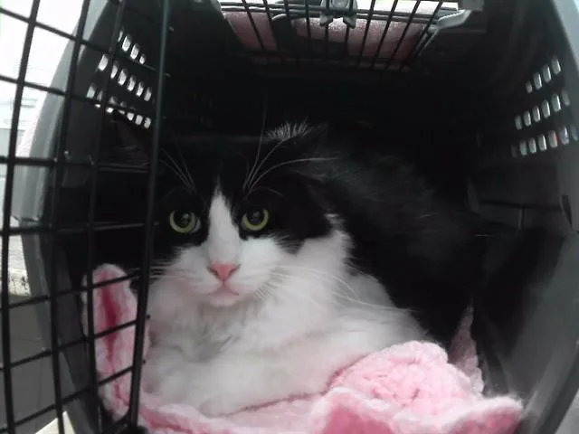 An adult medium-sized male Domestic Medium Hair cat named Lizard for adoption in Omaha, NE