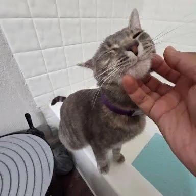 An adult medium-sized female Tabby (Gray / Blue / Silver) Tabby cat named Addy for adoption in Sacramento, CA