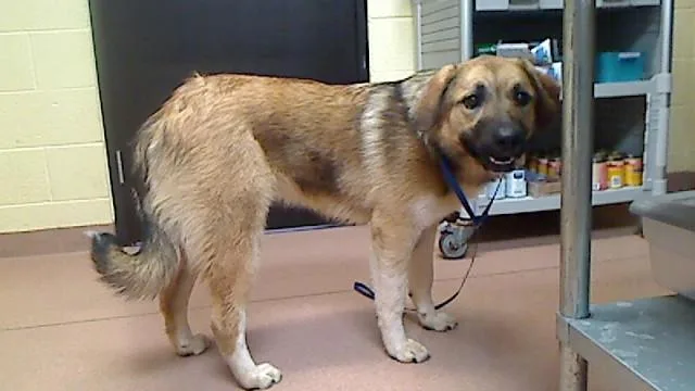 A young extra large-sized female Anatolian Shepherd dog named Danni for adoption in Cookeville, TN
