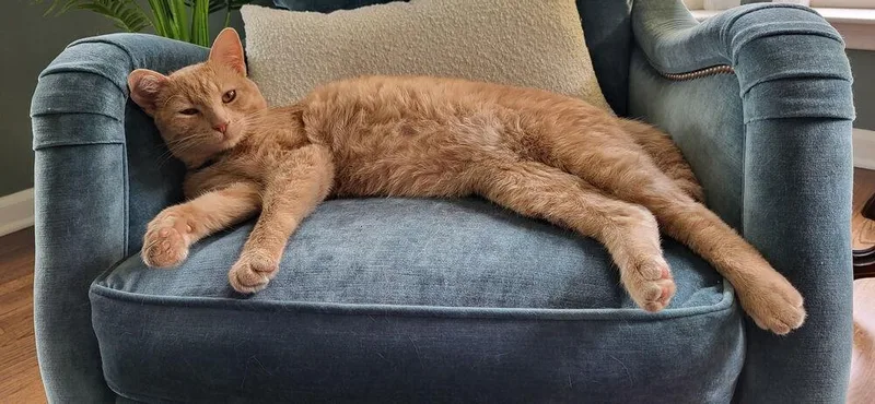 An adult medium-sized male Domestic Short Hair cat named Ollie for adoption in Ferndale, MI