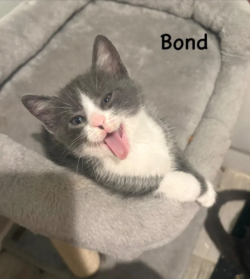 Bond thumbnail 2