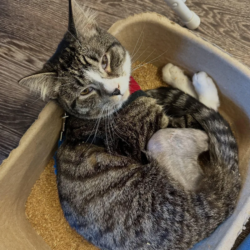 An adult medium-sized male Tabby (Brown / Chocolate) Domestic Short Hair cat named Spike for adoption in McDonald, PA