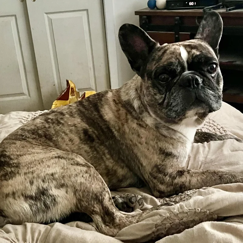 A young medium-sized male Brindle French Bulldog dog named Percy for adoption in Cranford, NJ