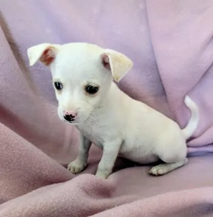 A young small-sized male Apricot / Beige Chihuahua dog named Trent for adoption in Buffalo, MN