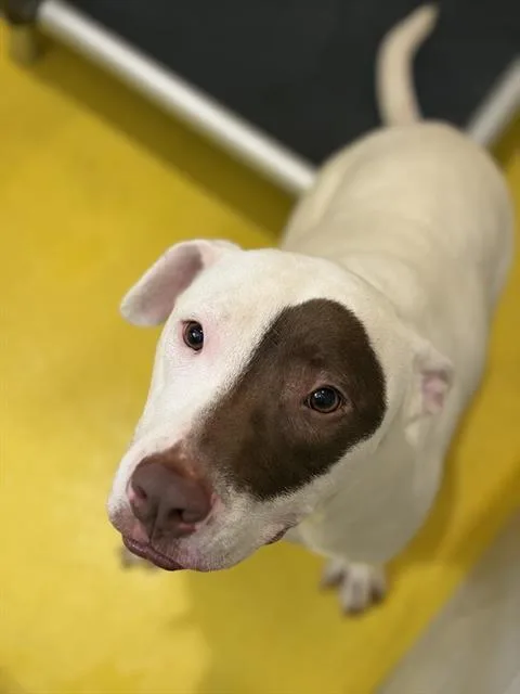 An adult extra large-sized male Mixed Breed dog named Whitaker for adoption in Dallas, TX