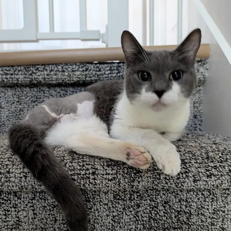 An adult small-sized female Gray & White Domestic Short Hair cat named Phyllis for adoption in Emerald Isle, NC