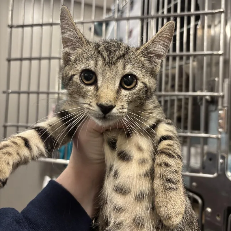 A baby small-sized male Brown / Chocolate Domestic Short Hair cat named Lexicon for adoption in Wilmington, DE
