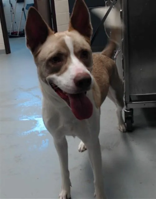 An adult large-sized male Husky dog named Scooby for adoption in Fayetteville, NC