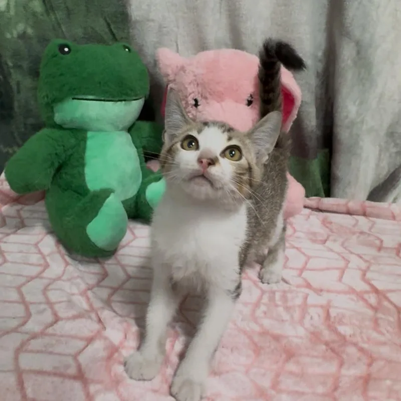 A baby small-sized male Domestic Short Hair cat named Drewry for adoption in Monroeville, AL