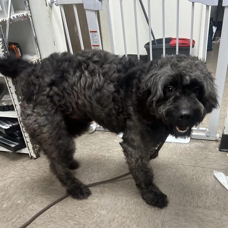 An adult medium-sized male Gray / Blue / Silver Sheep Dog dog named Antony for adoption in Birmingham, AL