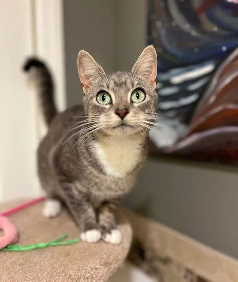 Peppermint Patty thumbnail 2