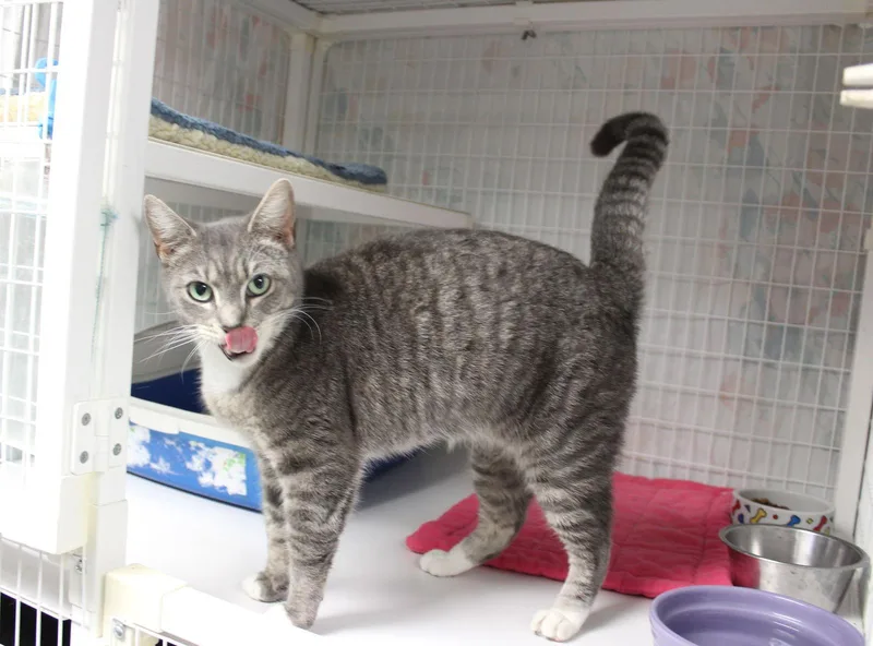 Peppermint Patty thumbnail 3