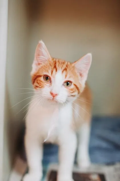 A young small-sized male Domestic Short Hair cat named B Micah for adoption in North Charleston, SC