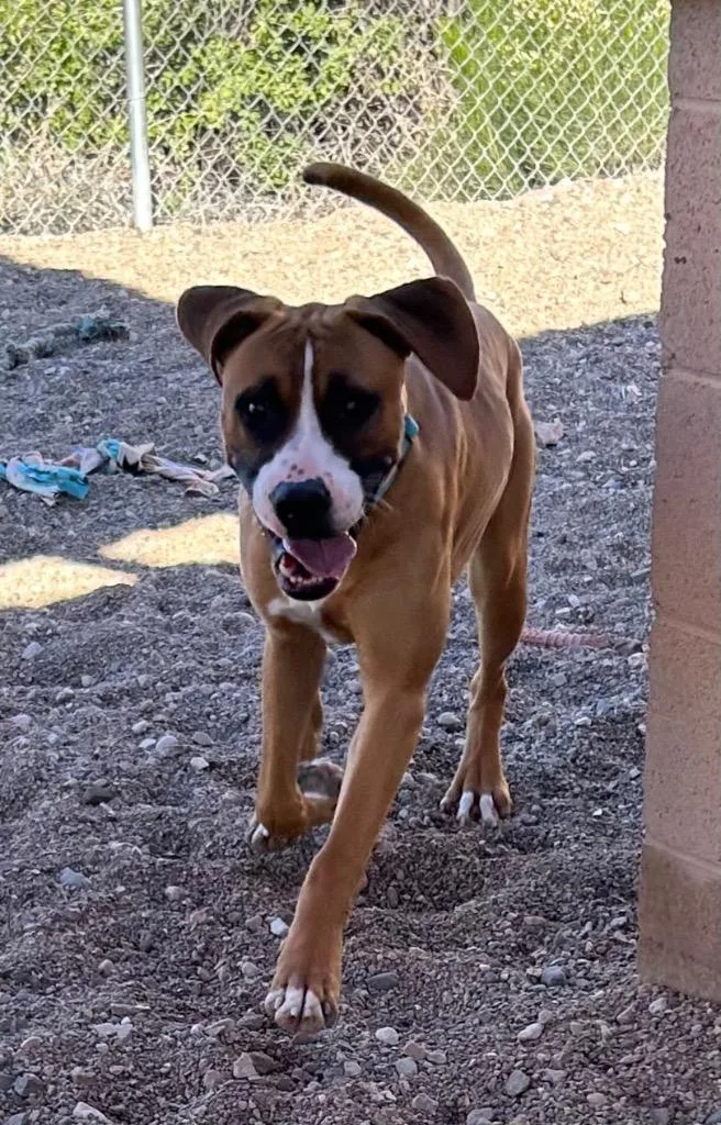 A young large-sized male Boxer dog named Boxster for adoption in Cottonwood, AZ