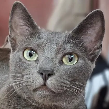 A young medium-sized female Domestic Short Hair cat named Laura Garcia for adoption in Pleasanton, CA