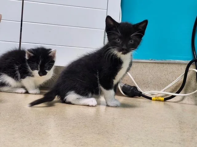 A baby medium-sized male Black & White / Tuxedo Domestic Short Hair cat named Archer for adoption in Reynoldsburg, OH