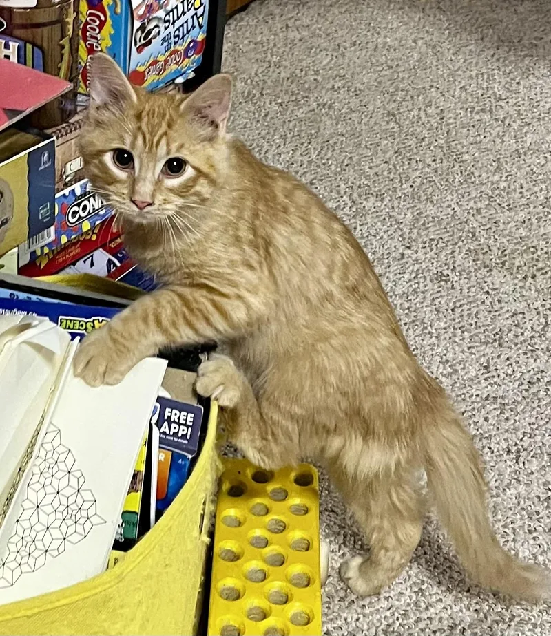 A baby small-sized male Orange / Red Domestic Short Hair cat named Cheddar for adoption in Faribault, MN