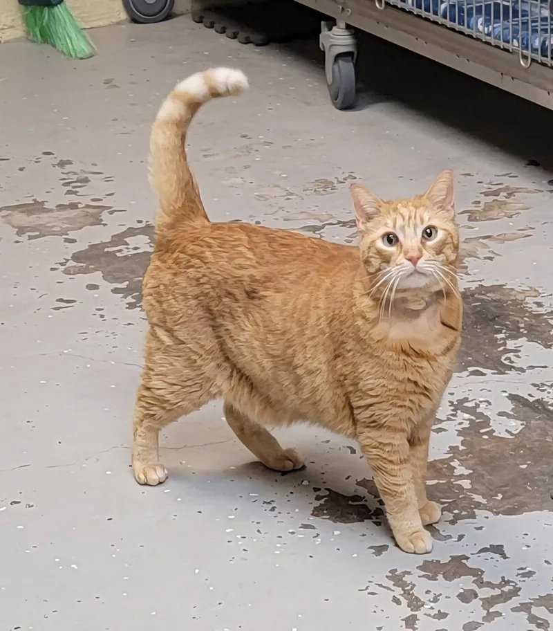 An adult large-sized male Orange / Red Tabby cat named Tango Toyer for adoption in Somerset, KY