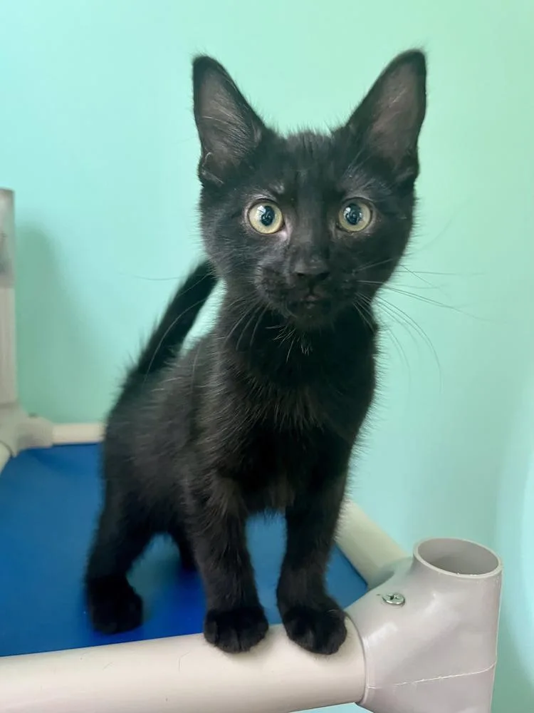 A baby medium-sized male Black Domestic Short Hair cat named Gomez for adoption in Emerald Isle, NC