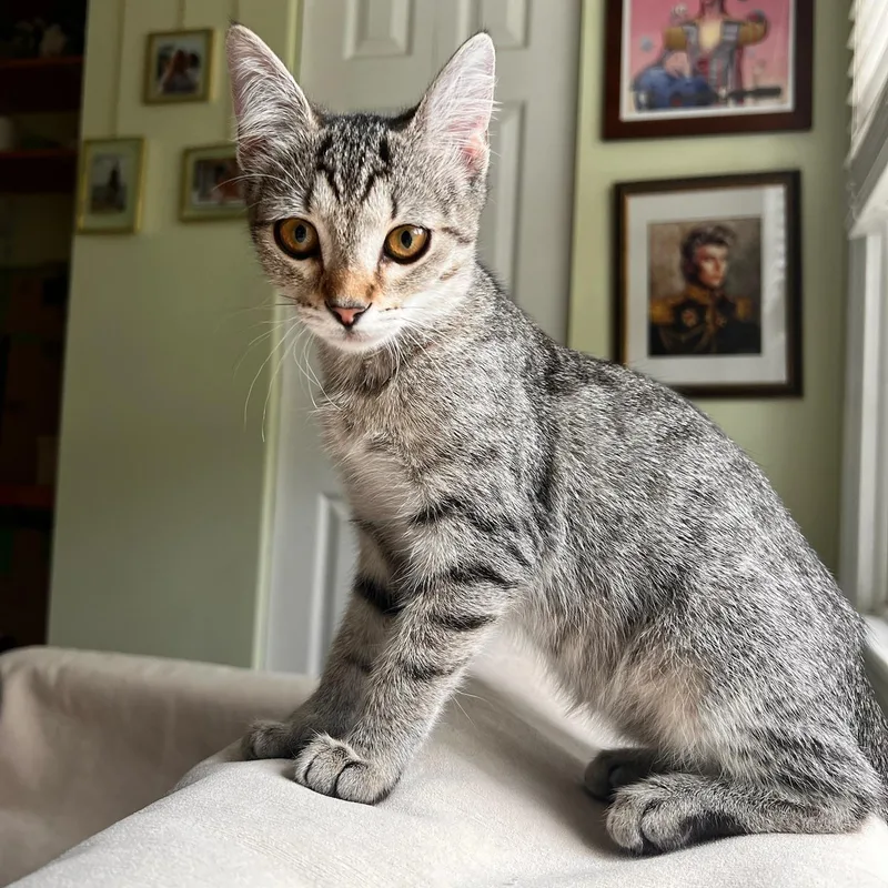 A baby medium-sized female Tabby (Brown / Chocolate) Domestic Short Hair cat named Splash Zone for adoption in Apex, NC