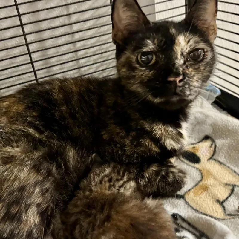 An adult small-sized female Tortoiseshell Domestic Short Hair cat named Luna Bear for adoption in Webster, TX