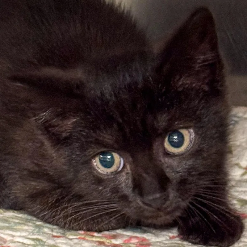 A baby small-sized male Black Domestic Short Hair cat named Pop for adoption in Kennebunk, ME