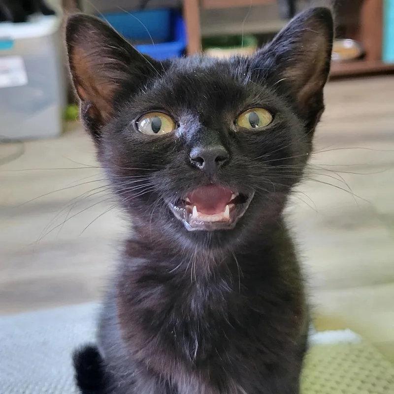 A baby small-sized female Black Domestic Short Hair cat named Buttercup for adoption in Nashville, IN