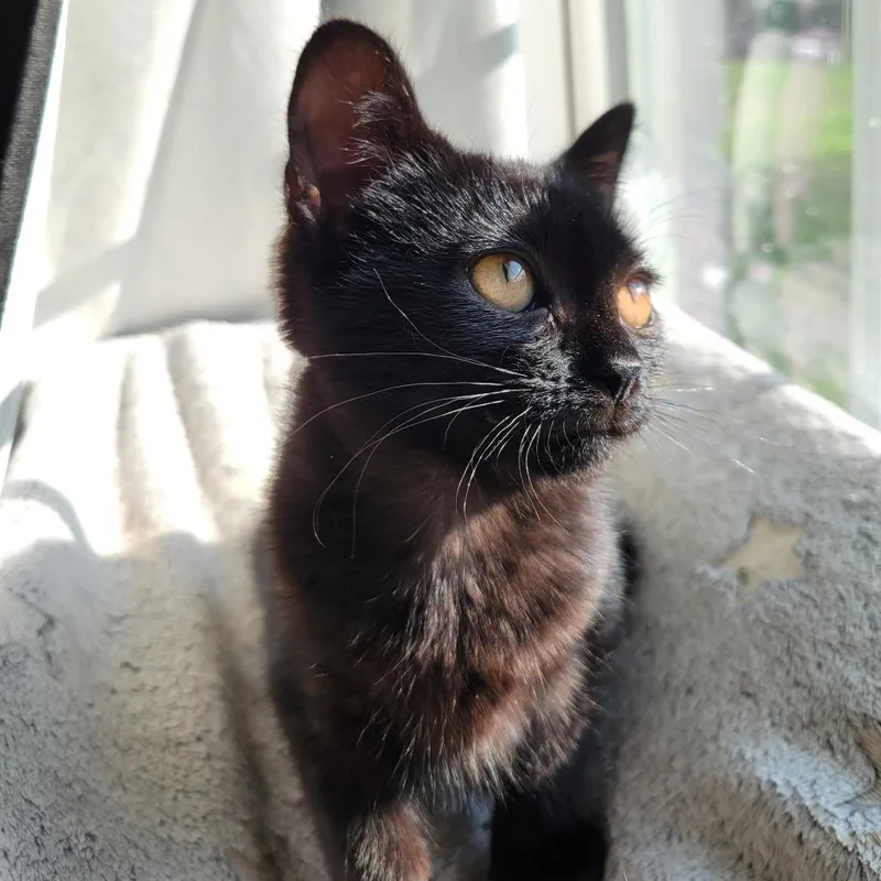 Buttercup thumbnail 4