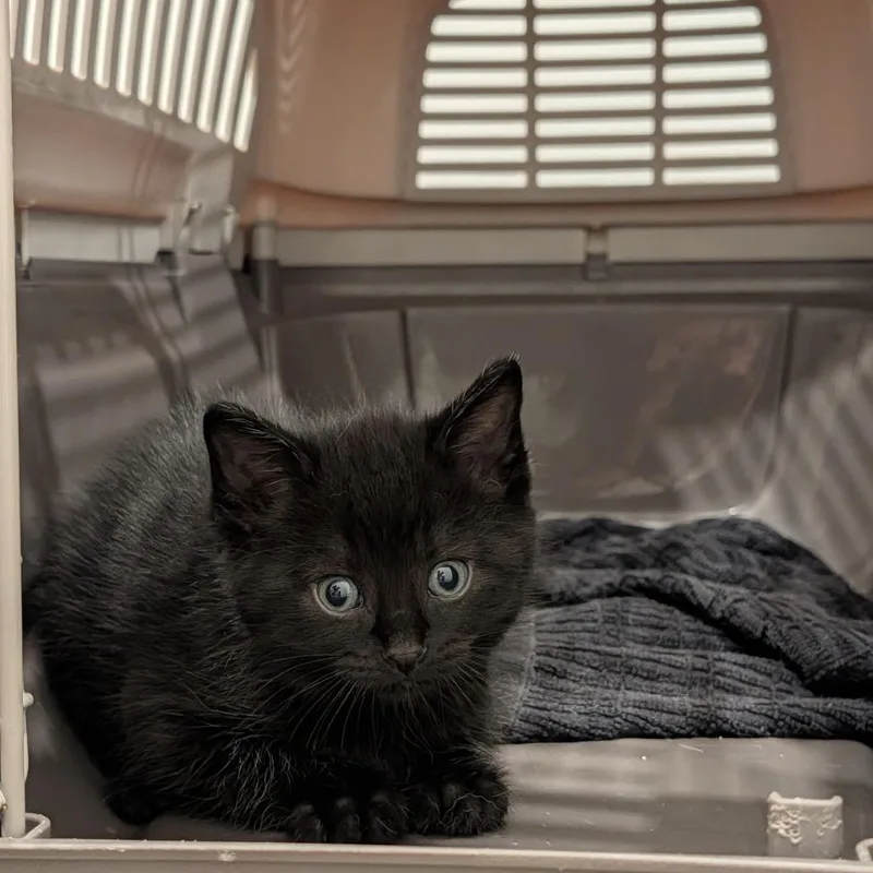 A baby small-sized male Black Domestic Short Hair cat named Fresno C for adoption in Princeton, MN