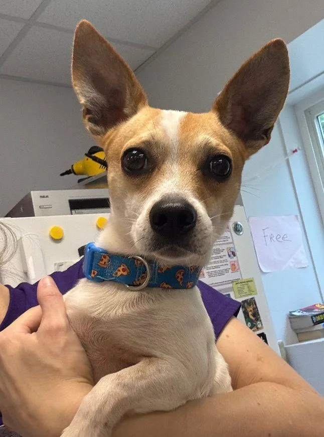 An adult small-sized male Chihuahua dog named Fig for adoption in Carneys Point, NJ