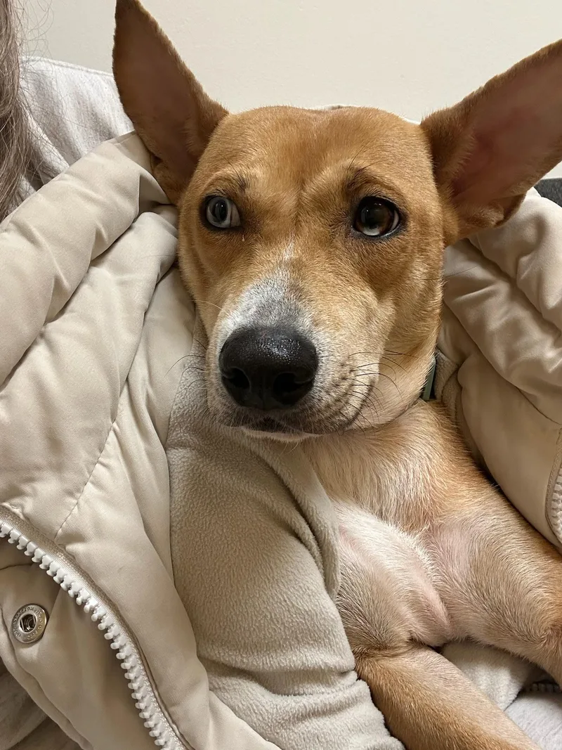 Sapphire thumbnail 2