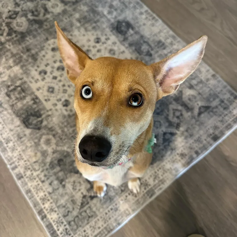 Sapphire thumbnail 3