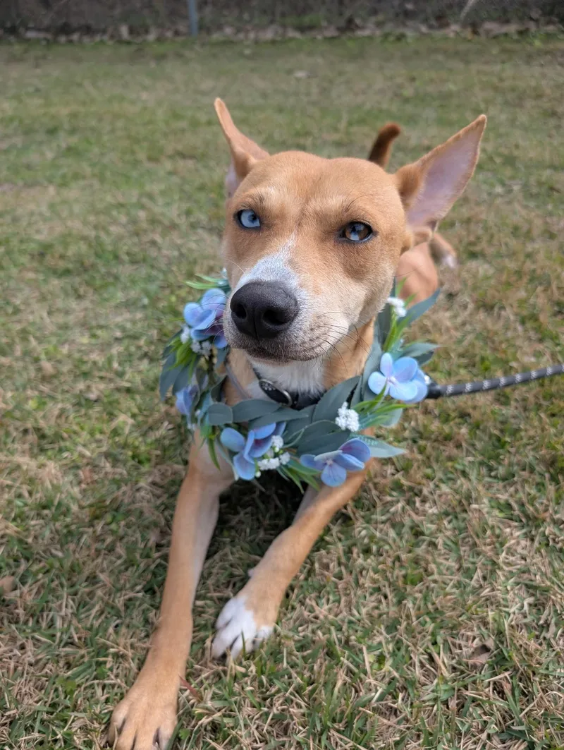 Sapphire thumbnail 5