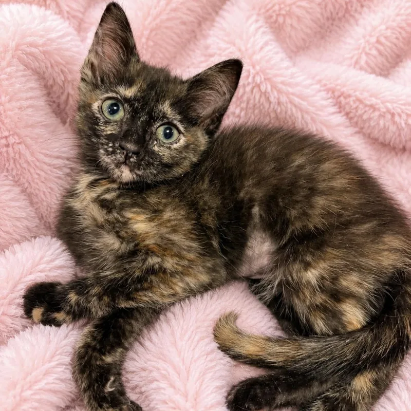 A baby small-sized female Tortoiseshell Domestic Short Hair cat named Jasmines Tortie for adoption in Glendora, CA