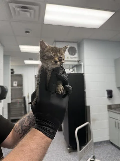 A baby medium-sized male Domestic Short Hair cat named Teddy for adoption in Charlotte, NC
