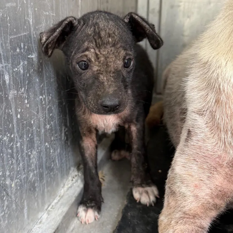 A baby medium-sized female Black Cattle Dog dog named Isabelle for adoption in Edinburg, TX