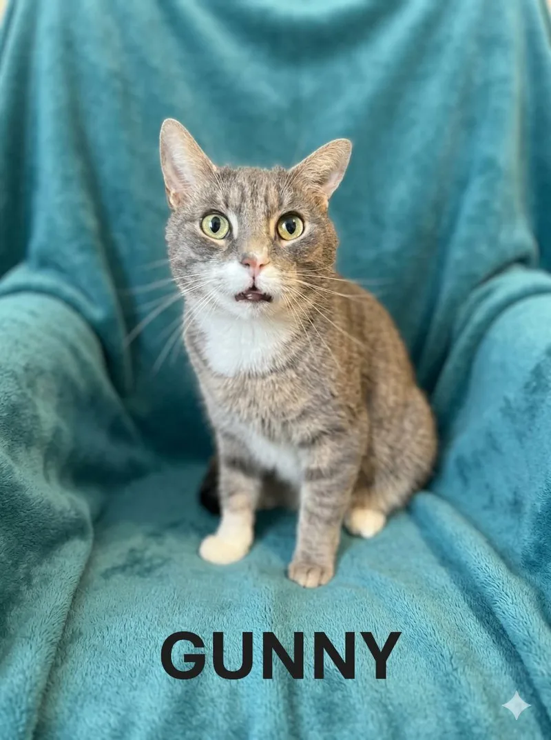 An adult medium-sized male Tabby (Gray / Blue / Silver) Tabby cat named Gunny for adoption in Harrodsburg, KY