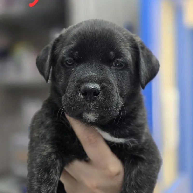 A baby medium-sized female Brindle Mixed Breed dog named Siren for adoption in Huntsville, AL