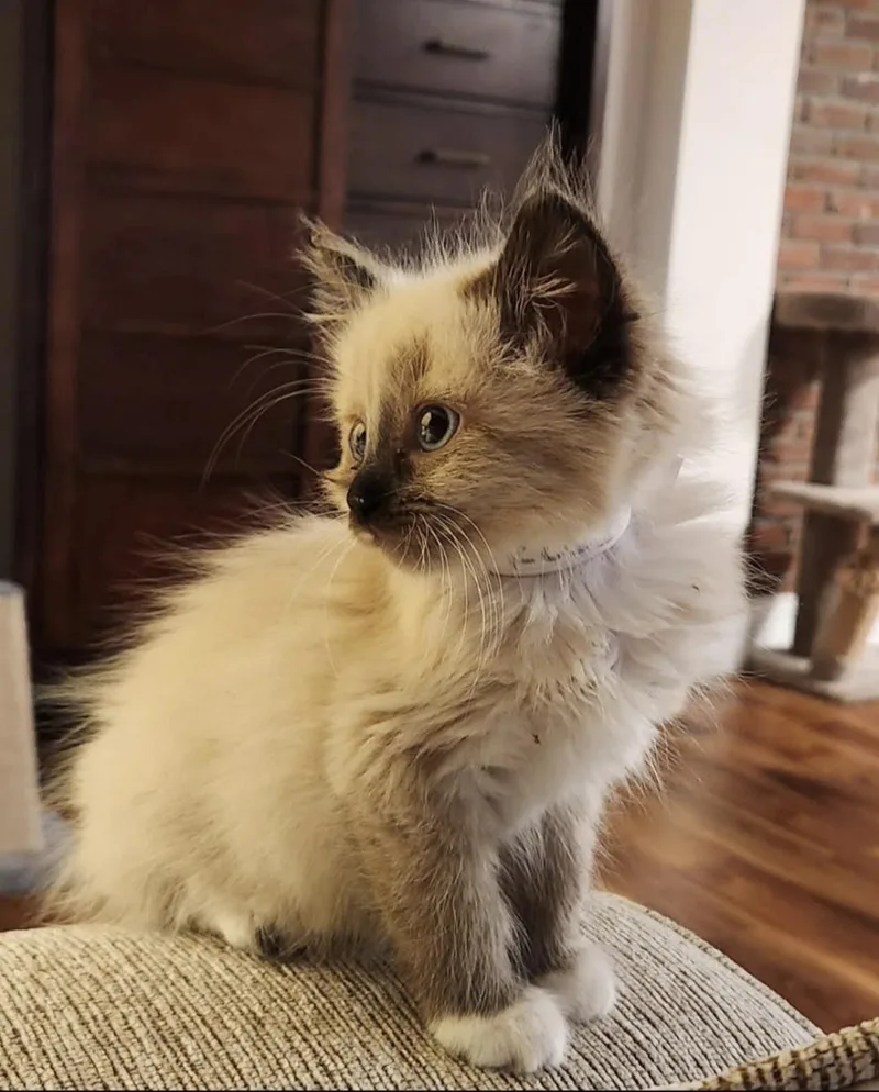 Piper
