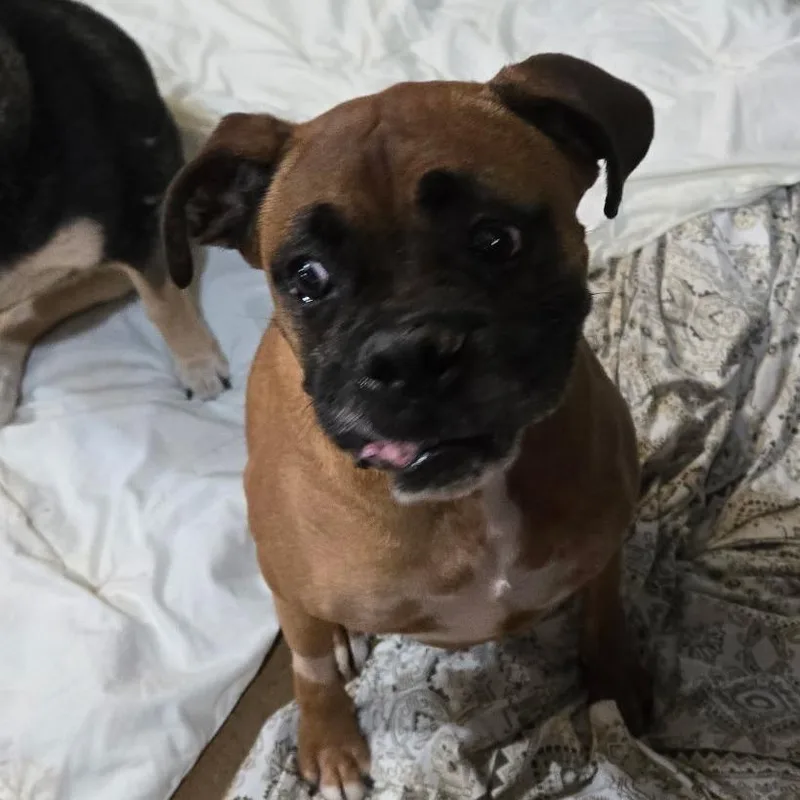 A senior large-sized male Brindle Mixed Breed dog named Blue for adoption in Leander, TX