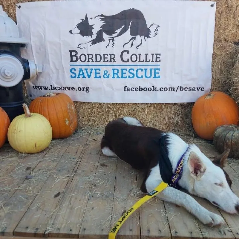 An adult medium-sized male Red / Chestnut / Orange Border Collie dog named Wrangler for adoption in The Woodlands, TX