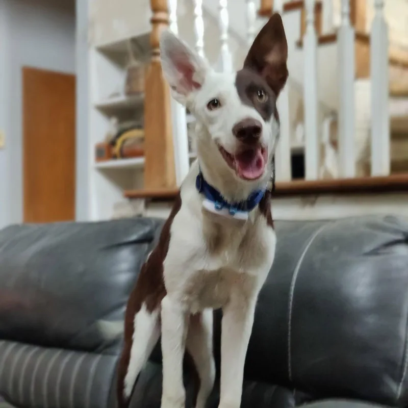 Wrangler thumbnail 4