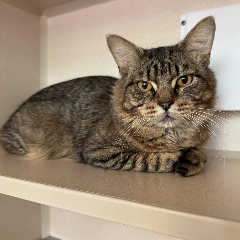 An adult medium-sized male Tabby (Brown / Chocolate) Domestic Medium Hair cat named Frogger for adoption in Eatontown, NJ