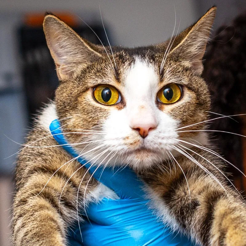 An adult medium-sized female Brown / Chocolate Domestic Short Hair cat named CiCi for adoption in Hattiesburg, MS