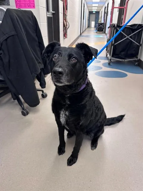 An adult large-sized female Labrador Retriever dog named Bella for adoption in San Luis Obispo, CA